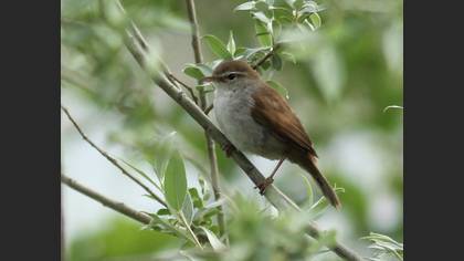 Cetti`s Warbler