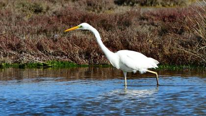 Great Egret