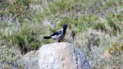 Hooded Crow