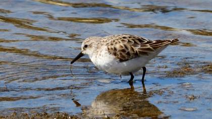 Little Stint