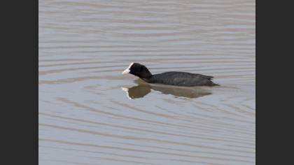 Eurasian Coot