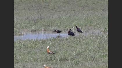 Glossy Ibis