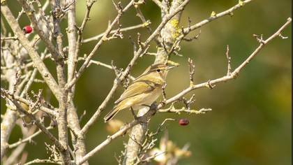 Common Chiffchaff
