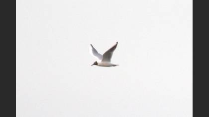 Black-headed Gull
