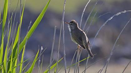Great Reed Warbler