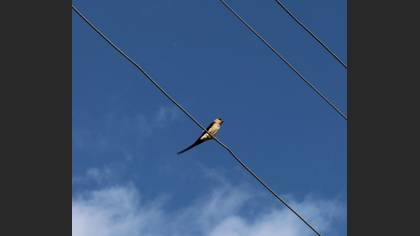 European Red-rumped Swallow