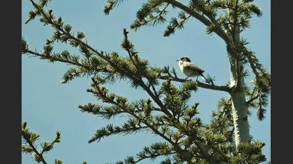 Lesser Whitethroat