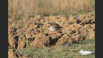 Calandra Lark