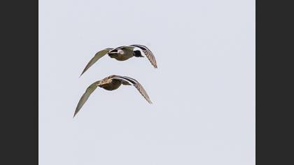 Mallard