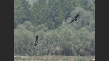 Northern Lapwing