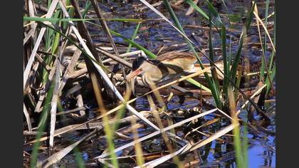 Little Bittern