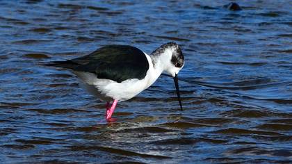Black-winged Stilt