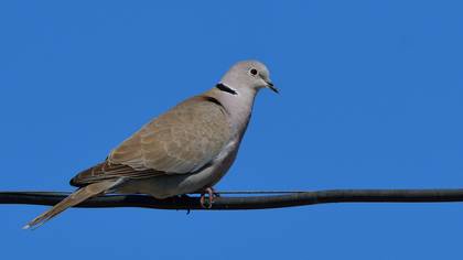 Eurasian Collared Dove