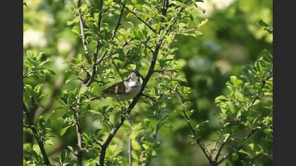 Common Whitethroat