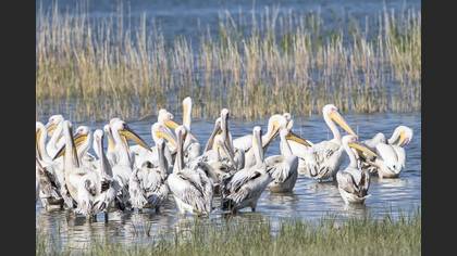 Great White Pelican