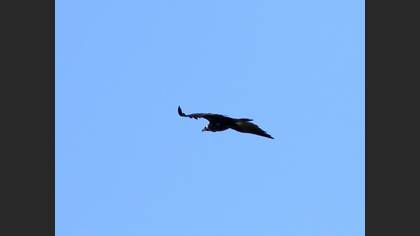 Cinereous Vulture