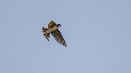 Western House Martin