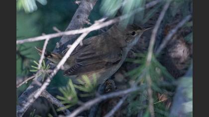 Marsh Warbler