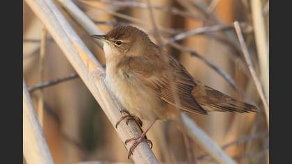Savi`s Warbler
