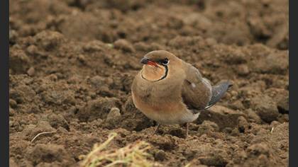 Collared Pratincole