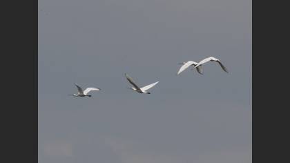 Eurasian Spoonbill