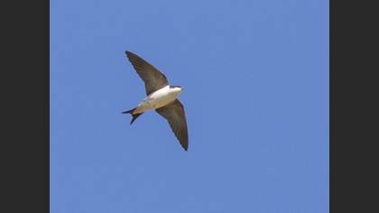 Western House Martin
