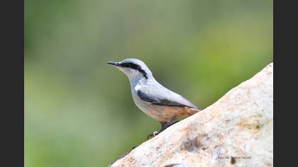 Western Rock Nuthatch