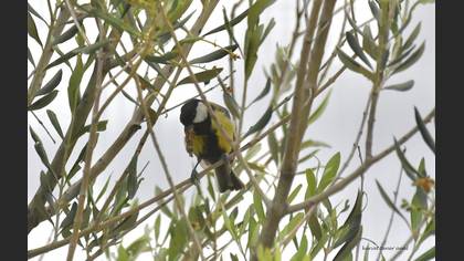 Great Tit