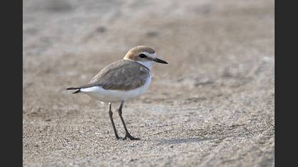 Kentish Plover