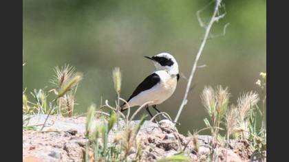 Black-eared Wheatear