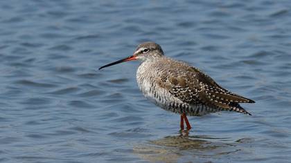 Spotted Redshank
