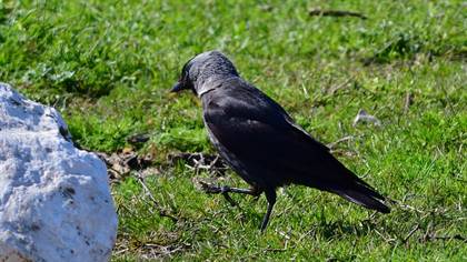 Western Jackdaw