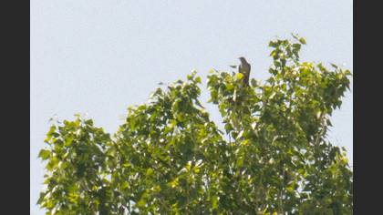 Common Cuckoo