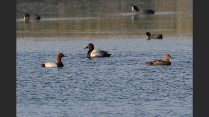 Common Pochard