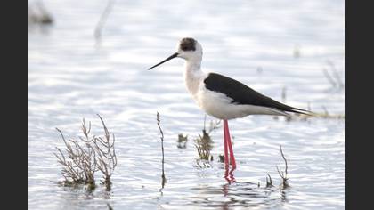 Black-winged Stilt