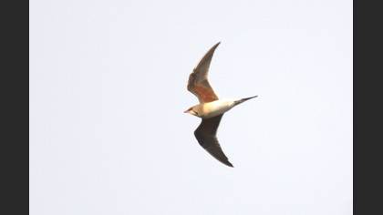 Collared Pratincole