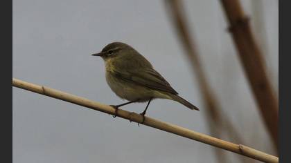 Common Chiffchaff