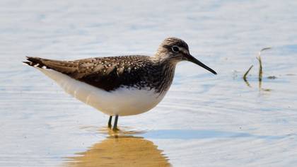 Green Sandpiper