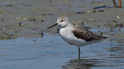 Marsh Sandpiper