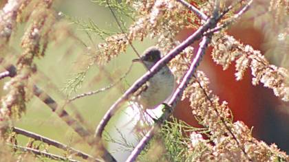 Barred Warbler