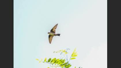 Eurasian Crag Martin
