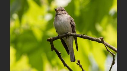 Spotted Flycatcher