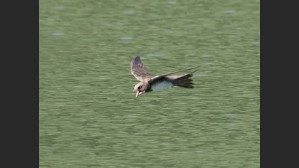 Alpine Swift