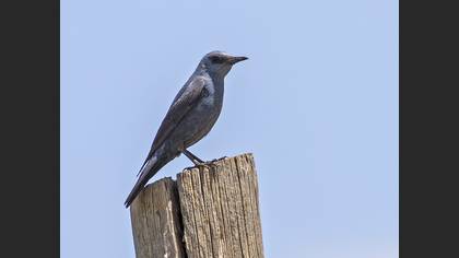 Blue Rock Thrush