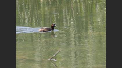 Little Grebe