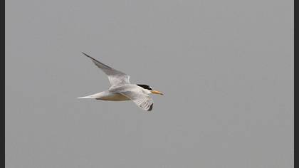 Little Tern