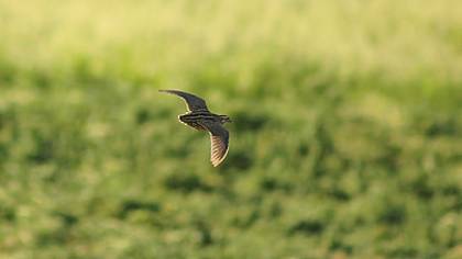 Common Quail