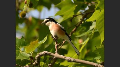 Masked Shrike