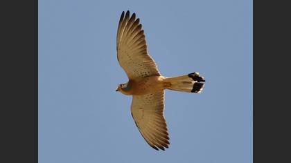 Lesser Kestrel