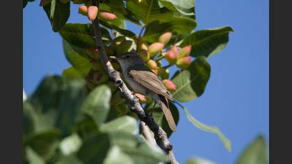 Upcher`s Warbler